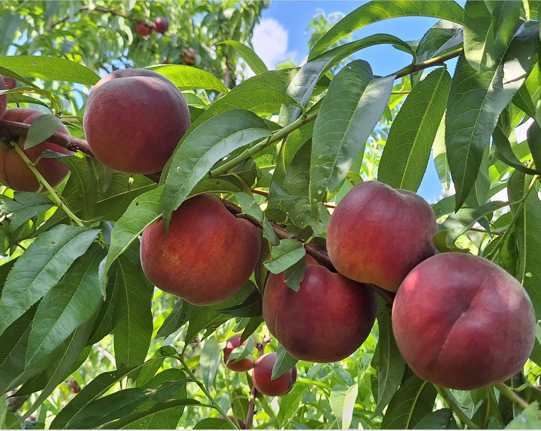 Obst Betrieb Reichhalter Nahaufnahme